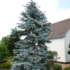     Abies Procera  Glauca